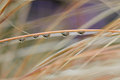 Raindrops keep falling....