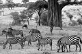 Stripes of Tarangire