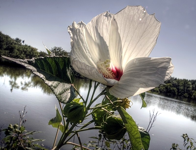 It's Rose Mallow Time