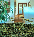 From a Fish POV