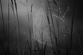 Cobweb