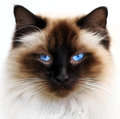 Cat Conundrums