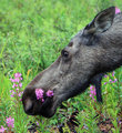 Cow (female) moose, taking time to stop and eat the flowers