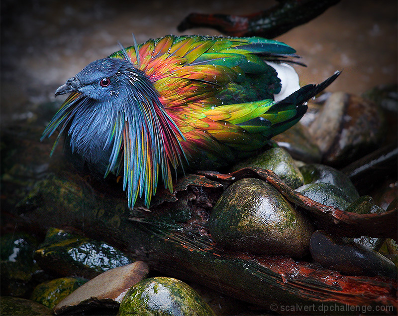 Colorful Caloenas