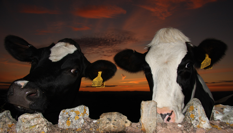 Cows at sunset