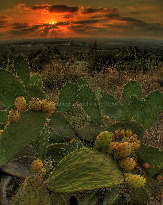 Cacti