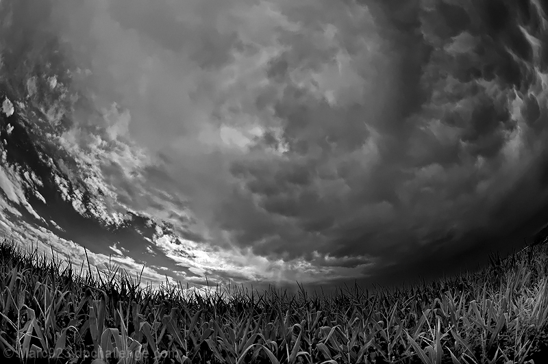 Corn stalks & Clouds