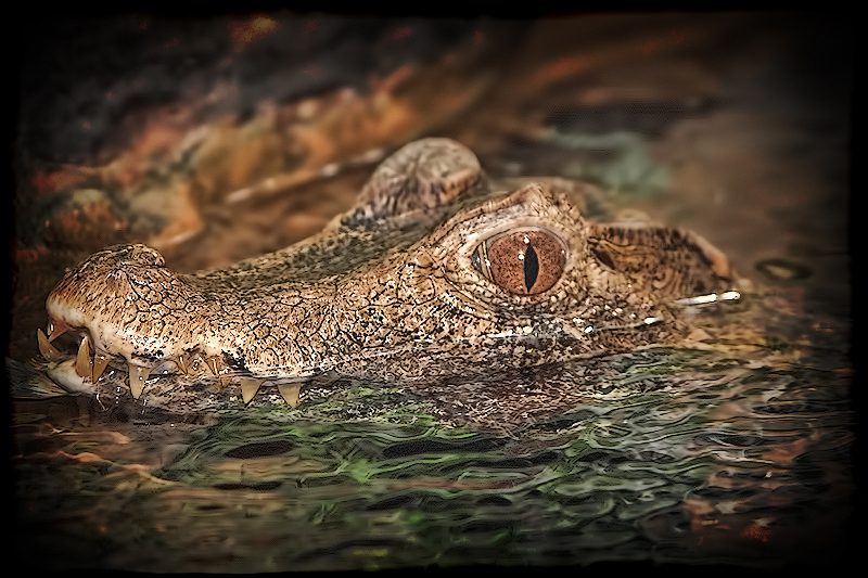 C is for... Caiman!