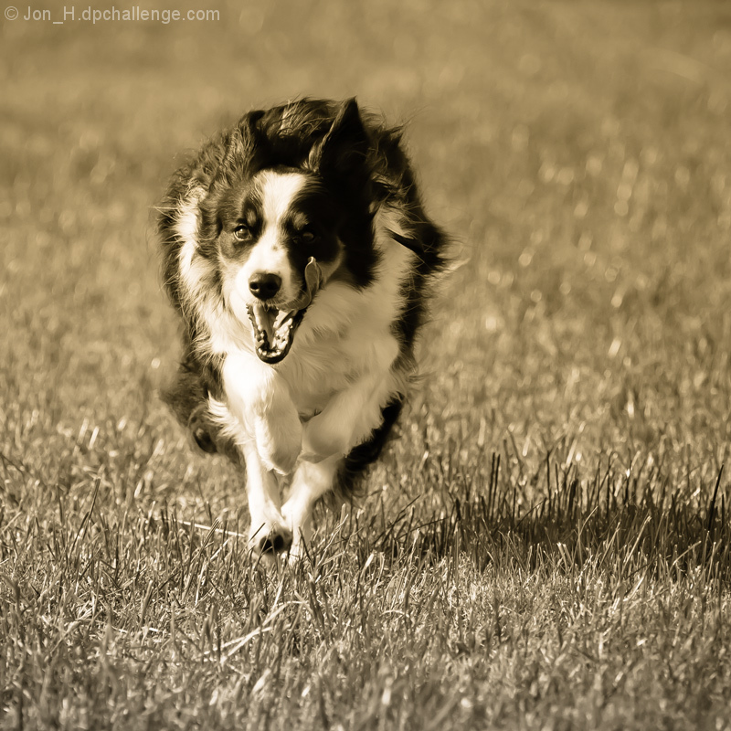 Collie