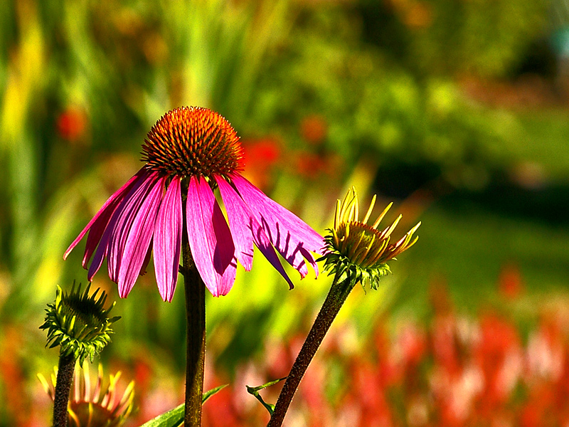 Coneflower