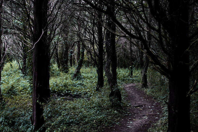 Cimmerian Woods