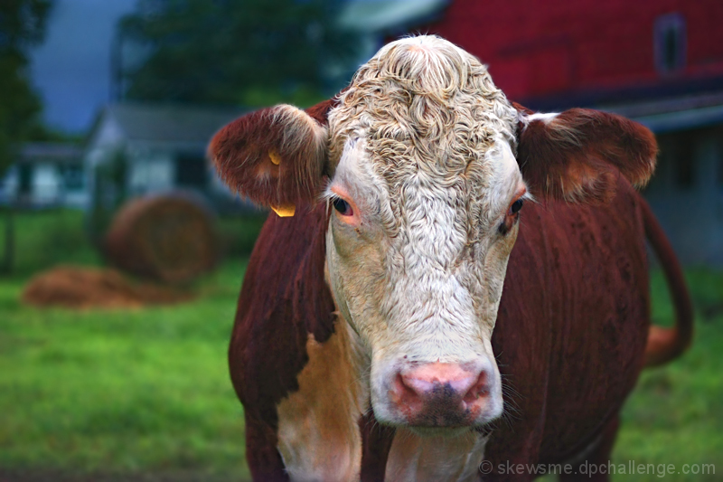 Cow, Close-up and in Color