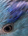 Eye Shadow