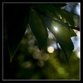 Morning Sun