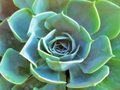 green flower 