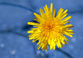 Pop Dandelion