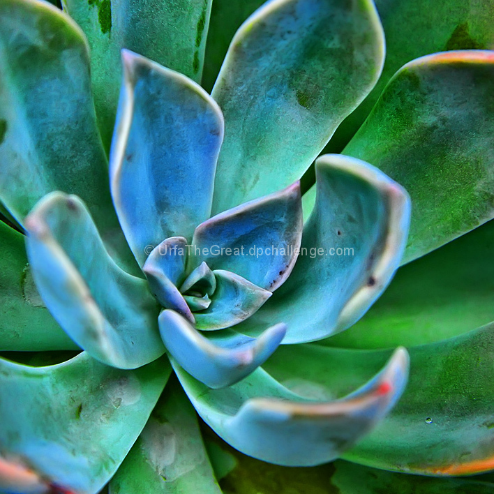 The Happy Plant
