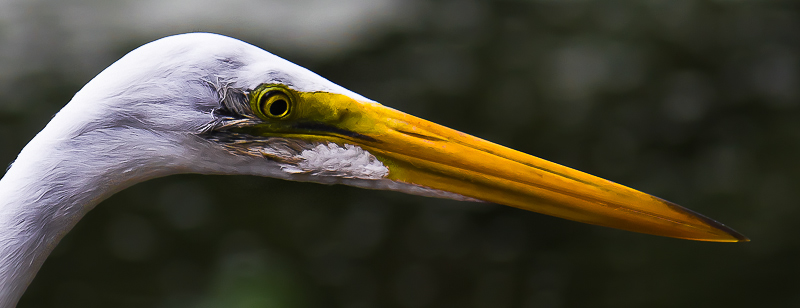 Heron