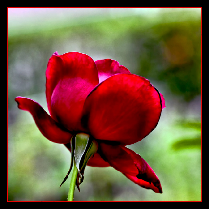 Red Rose