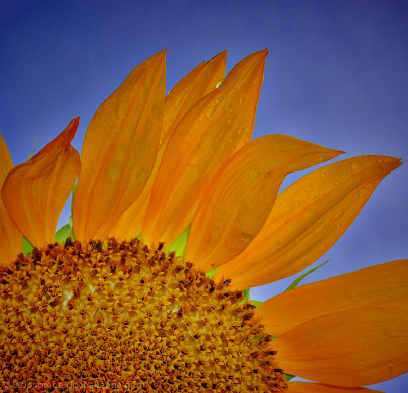 Petals