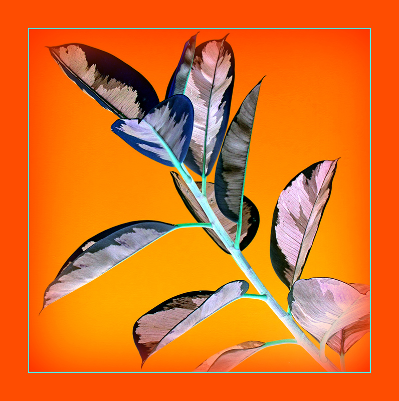 Negative Ficus Elastica Variegata