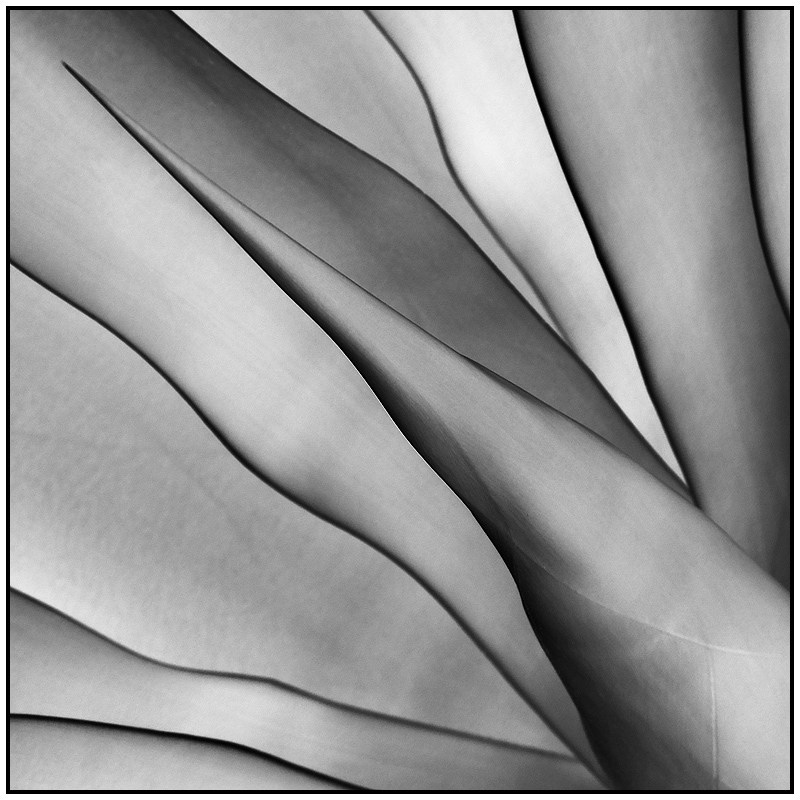 Inverted Agave