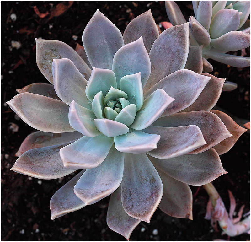 Desert Flower