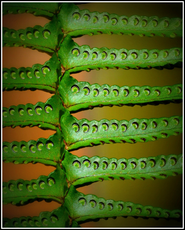 Fancy Fronds