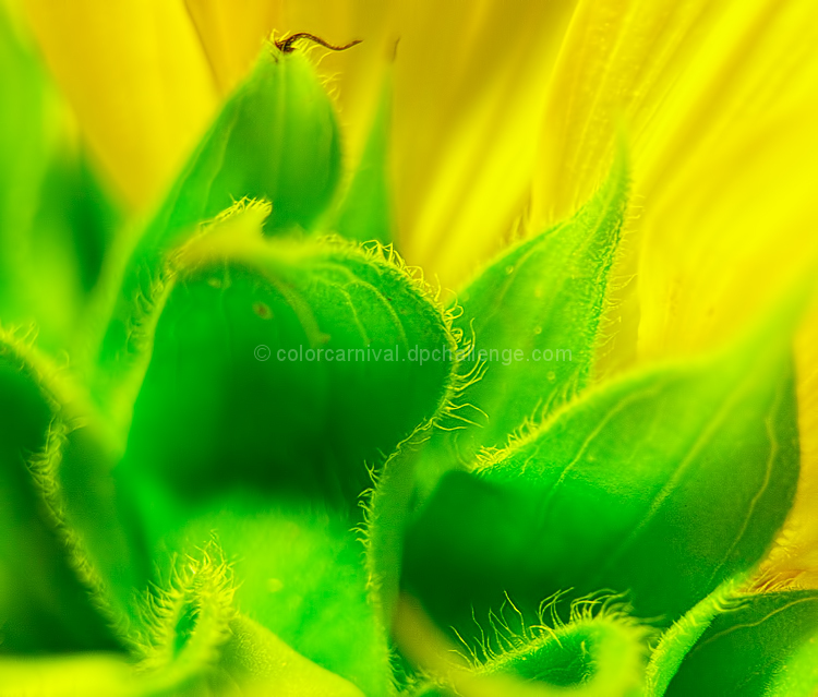 Floral Macro
