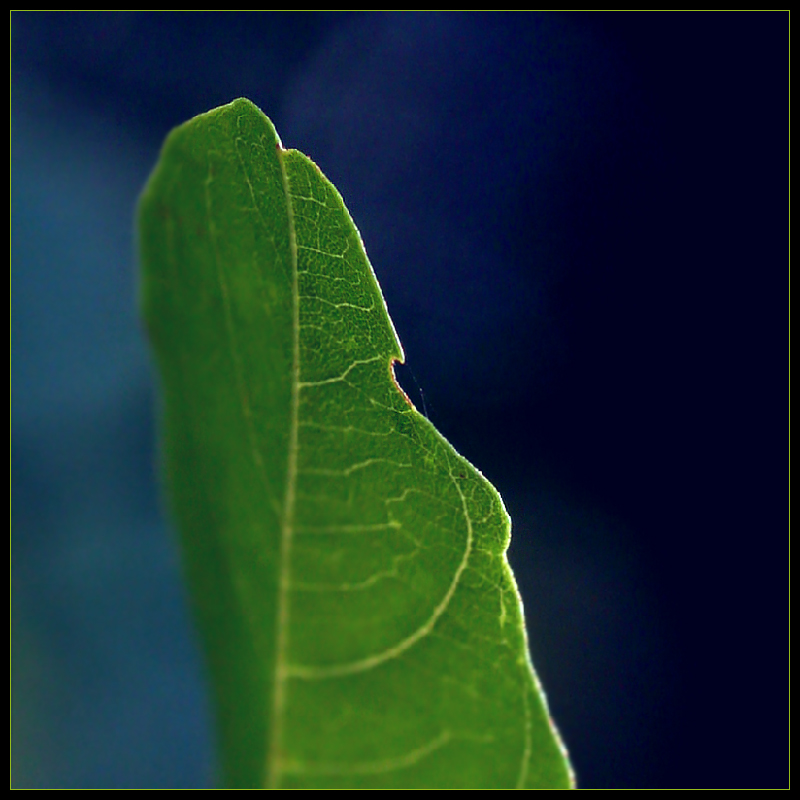 Green on Blue