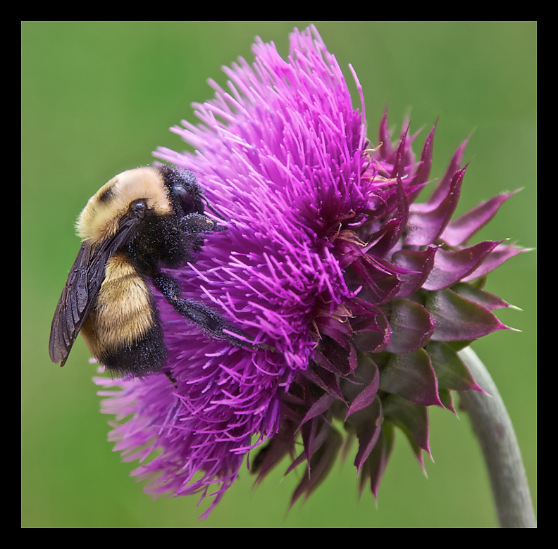 Mr. Bumble Bee pollinates Nodding Thistle