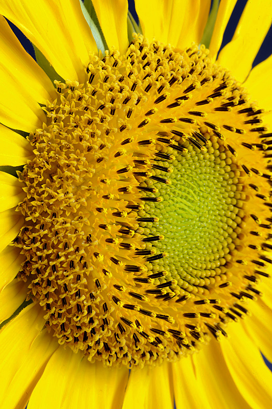 Sunflower Macro with Texture and Color