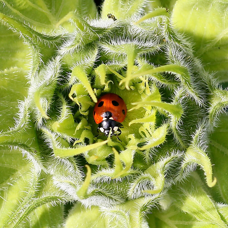 Prickly Protection