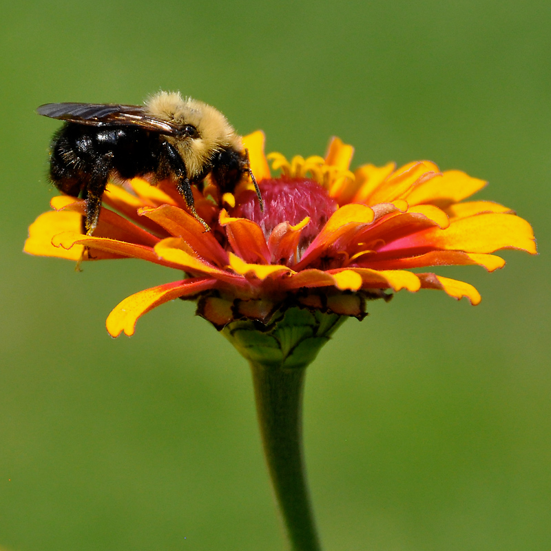 Bee Happy!