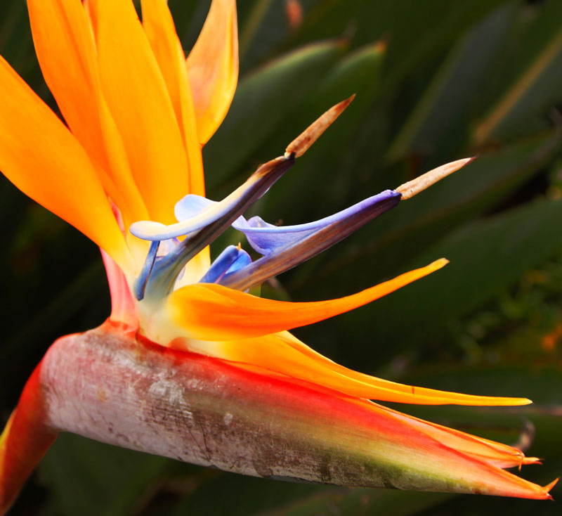 Bird of Paradise