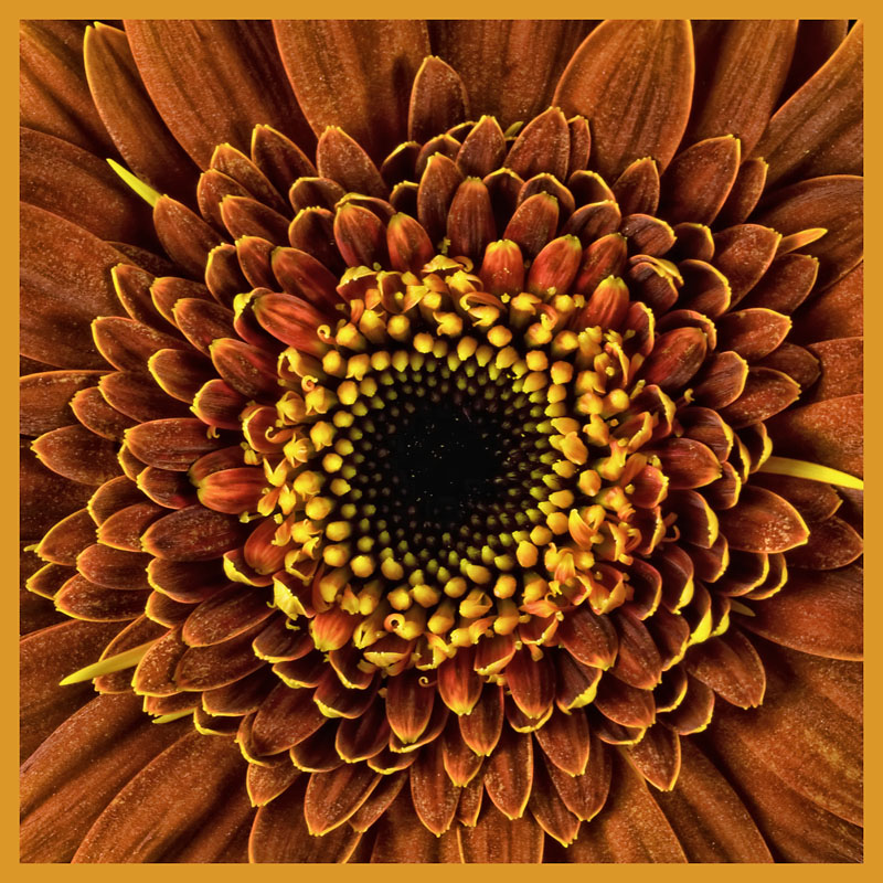 Rust Gerbera