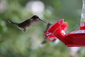 Outside My Kitchen Window