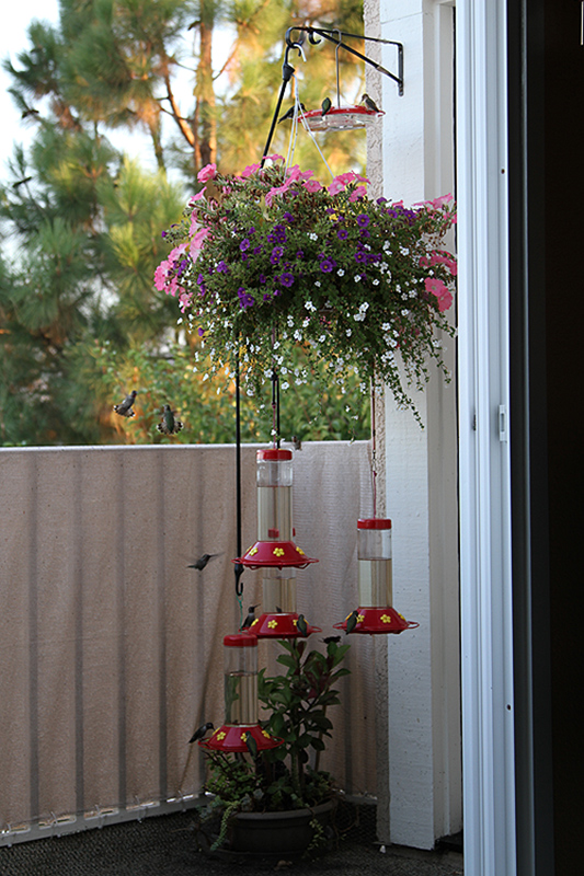 View From My Bedroom