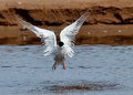 My Tern!