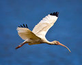 Over Bogue Sound - White Ibis