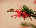 'Red Grevillea...my favourite!'