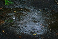 Raindrops on Driveway