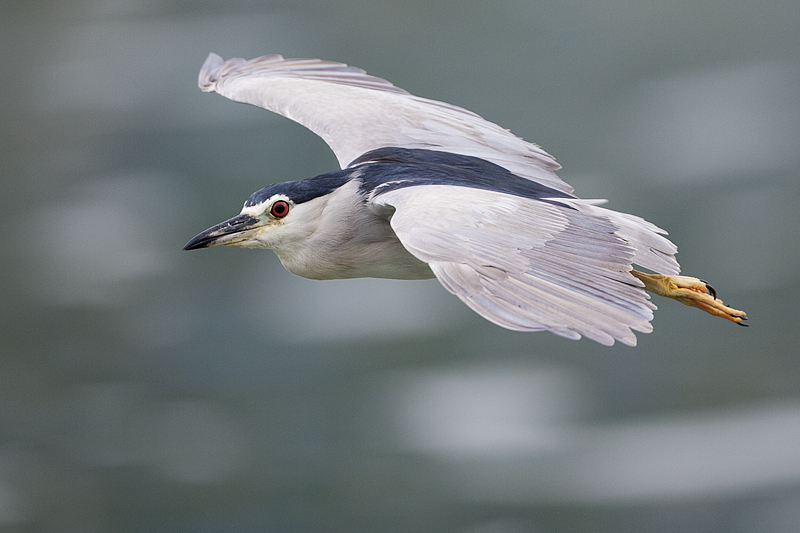 Frozen Flight