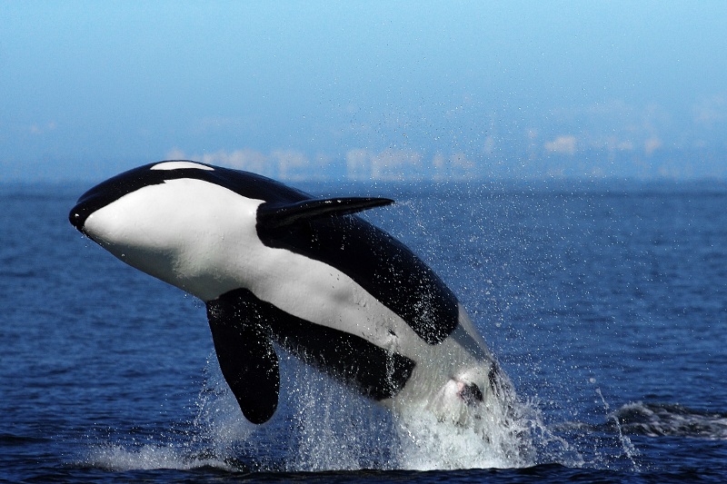 A killer whale breaching! 