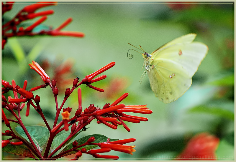 Flutter