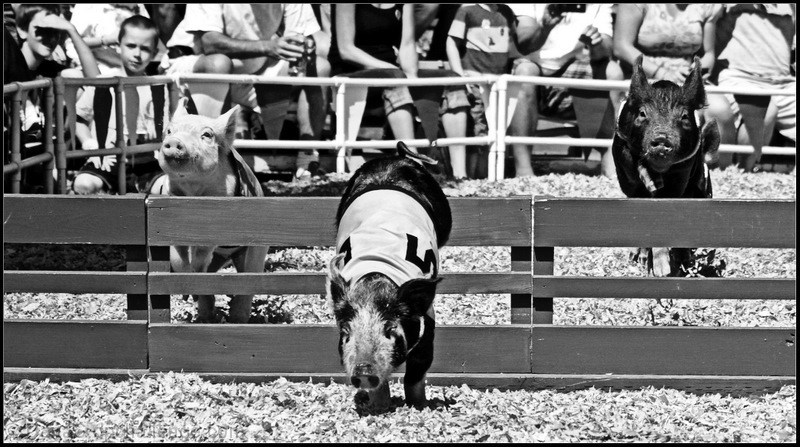 When Pigs Fly
