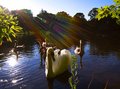 The Swans at Sargent Pond