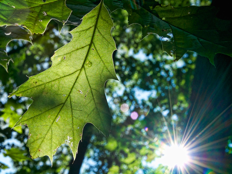 Magic Light