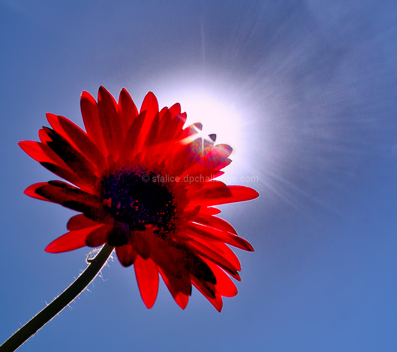 Flower Power
