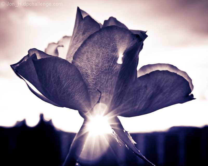 Fleur